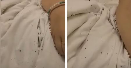 Wstrząsające nagranie ze szpitala. Tysiące pluskiew