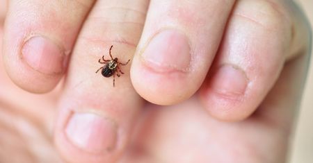 Afrykańskie kleszcze w Polsce. Monster tick groźny nie tylko ze względu na boreliozę