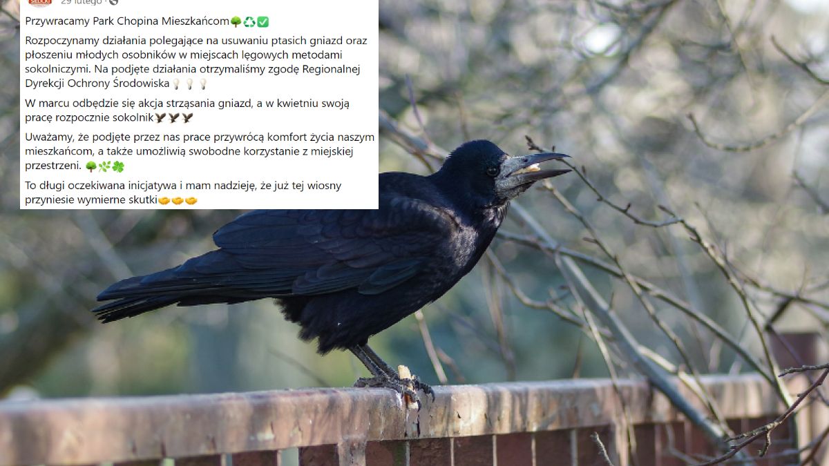 Sielicki chciał niszczyć gniazda gawronów