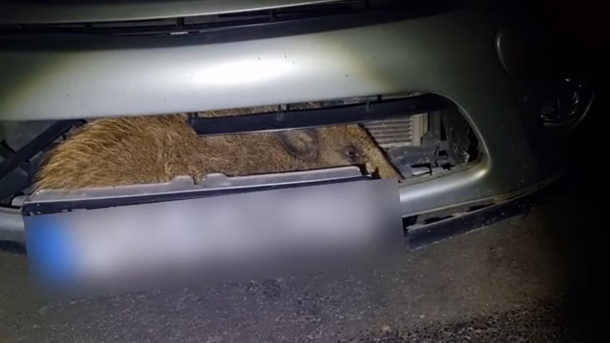 Dzik w komorze silnika samochodu.