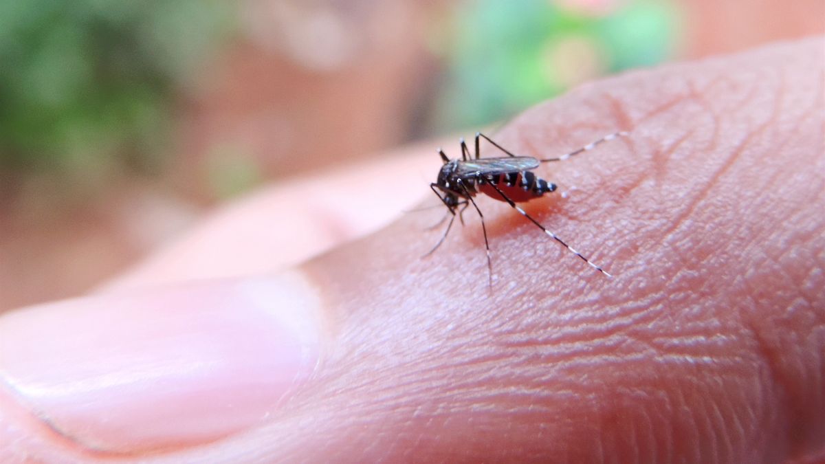 Komary nie dają ci żyć?