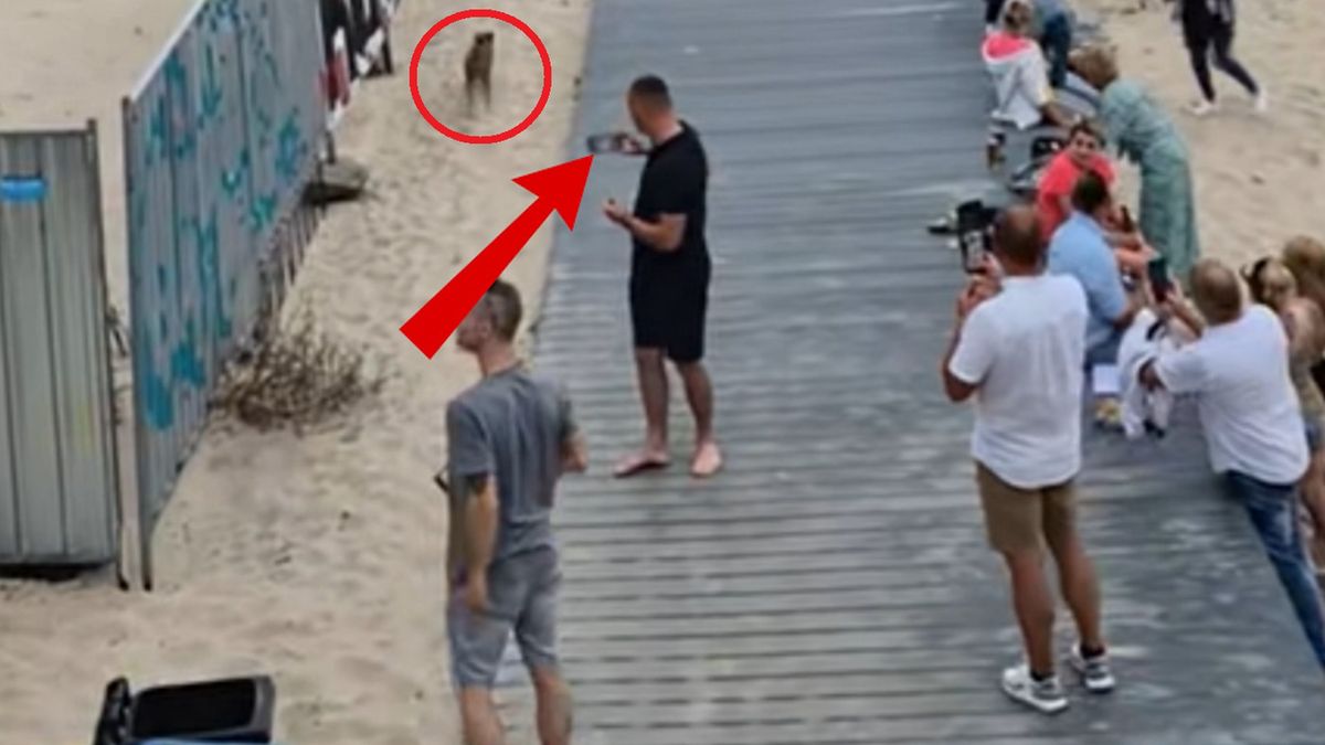 Dziki na plaży w Międzyzdrojach. Duże poruszenie wśród ludzi.