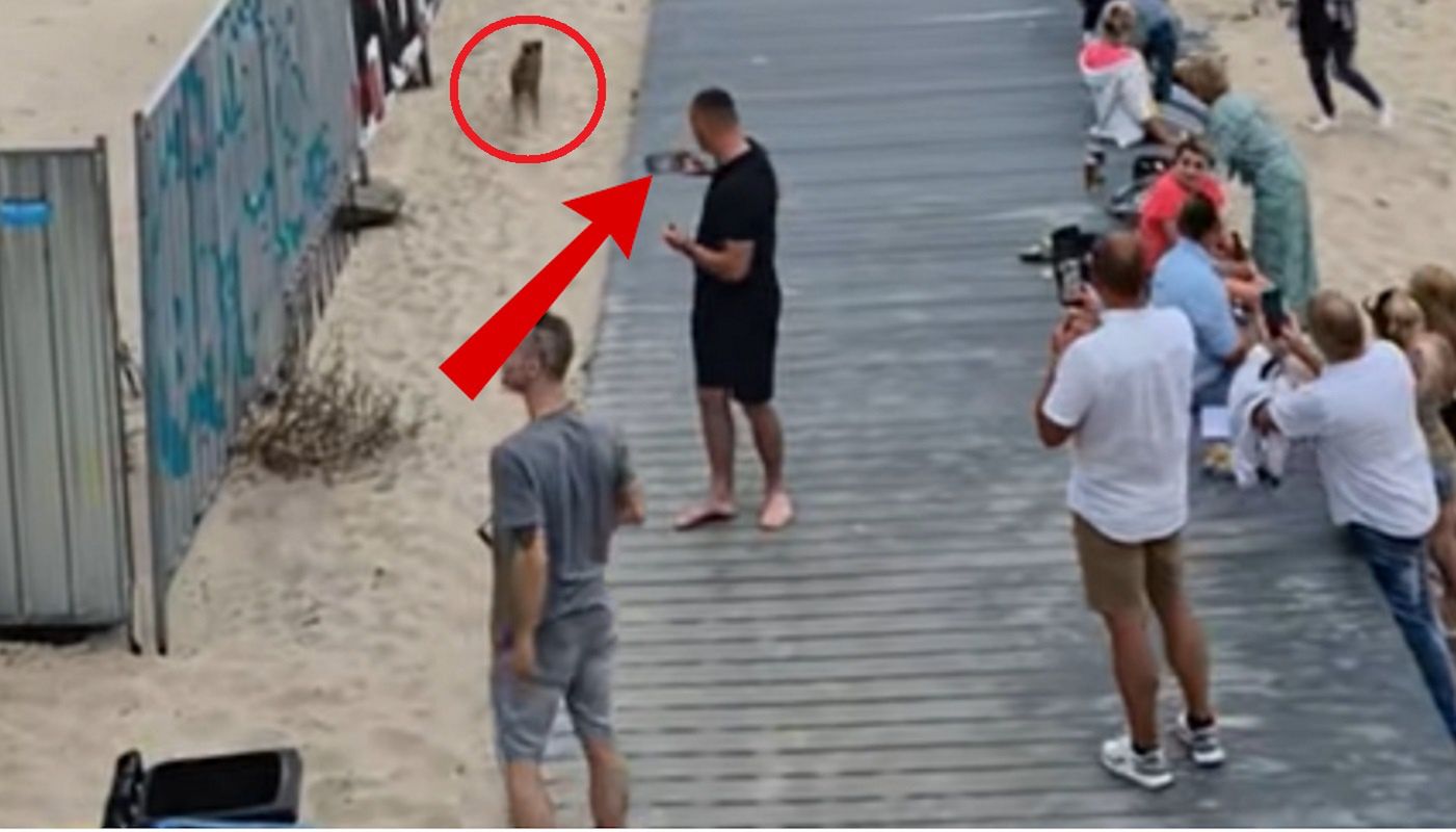 Dziki na plaży w Międzyzdrojach. Duże poruszenie wśród ludzi.