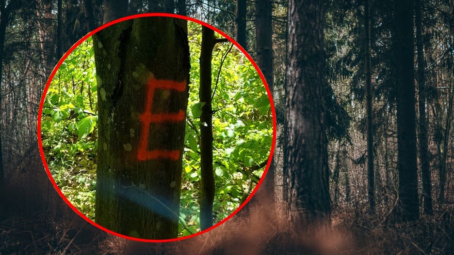Podczas spaceru po lesie na niektórych drzewach możemy zobaczyć "E"