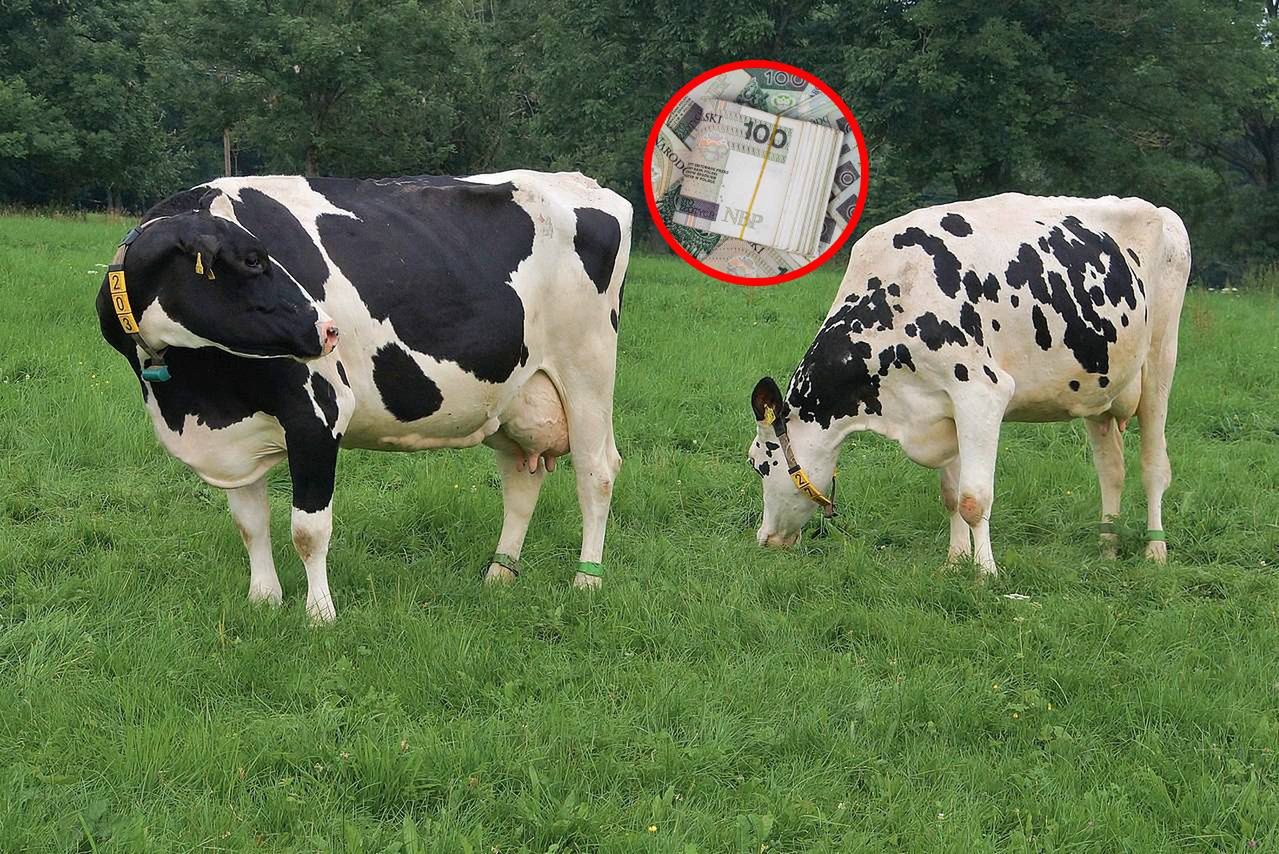 Ceny biją rekordy, ale rolnicy nie świętują. Mają duże obawy