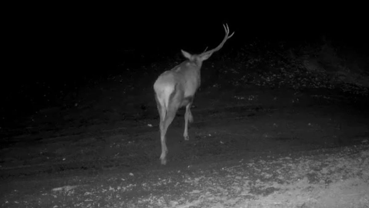 Leśnicy pokazali "jednorożca" z lasu