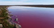 Ekolodzy przerażeni różową laguną w Argentynie. "Zabija wszelkiego rodzaju życie"