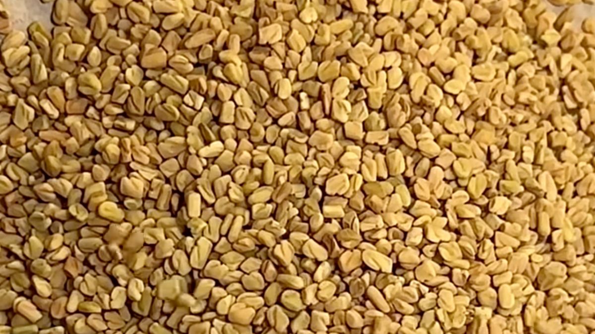 Kozieradka to zioło o szerokim zastosowaniu, które już w niewielkiej ilości realnie wspiera zdrowie, wygląd i samopoczucie.