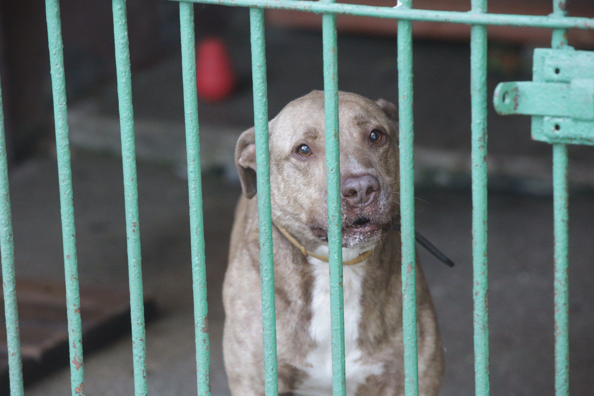 Organizacje prozwierzęce podkreślają, że &#34;ustawa łańcuchowa&#34; to szansa na ostateczne zerwanie z wieloletnią praktyką trzymania psów &#34;przy budzie&#34; i uczynienie ich warunków życia bardziej humanitarnymi.