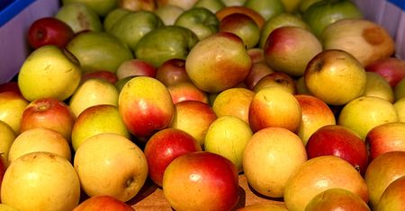 Nie każdy powinien je jeść w sezonie pylenia. Jabłka a wiosenna alergia