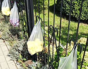 Wywiesiła na płocie siatki z owocami. "Śmiało bierz"