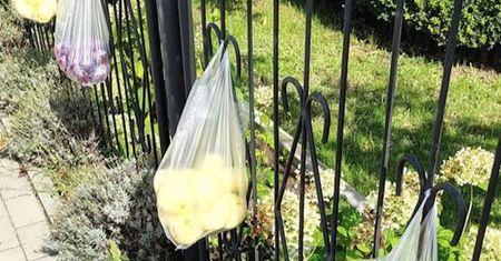 Wywiesiła na płocie siatki z owocami. "Śmiało bierz"