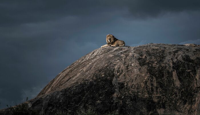 Wildlife Photographer of the Year 2021. Oto najlepsze zdjęcia według publiczności 4