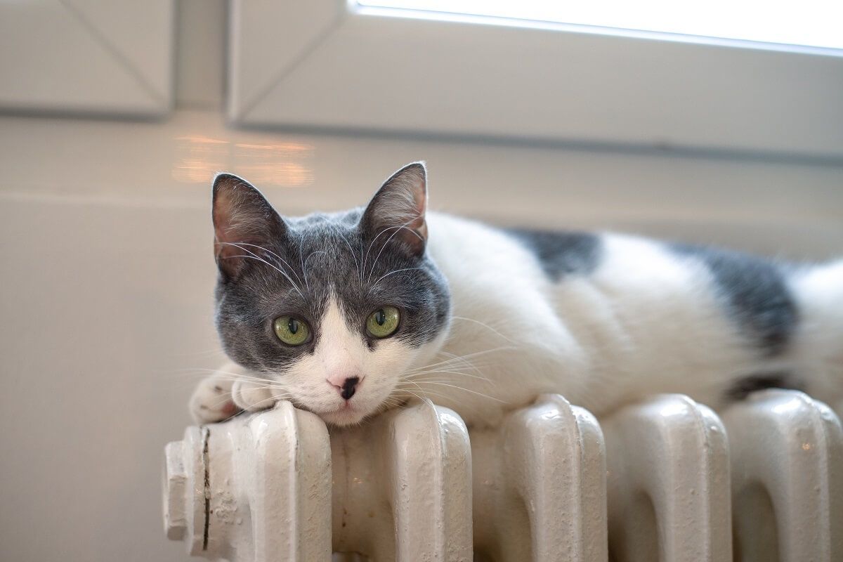Tajemnicza choroba zabija koty. Właściciele alarmują, a weterynarze rozkładają ręce [NOWE FAKTY]