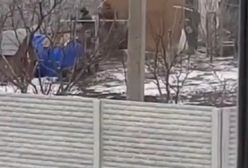 Rosyjscy żołnierze kradną kury z kurnika. Chwalą się, co ukradli