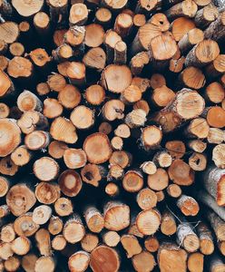 Chorzów. Parking zamiast drzew? Mieszkańcy protestują