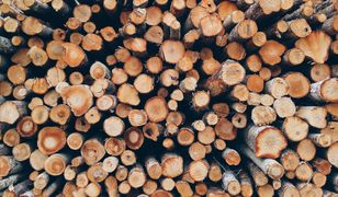 Chorzów. Parking zamiast drzew? Mieszkańcy protestują