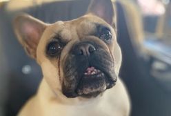 Zabrała psa sąsiadom i wywiozła do lasu. Teraz tego pożałuje