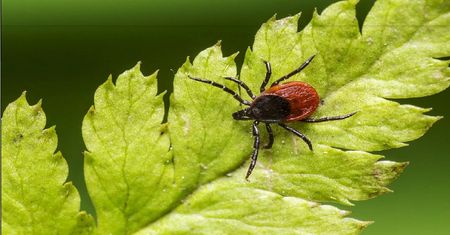 Wysyp kleszczy. Jak szybko usunąć insekta domowymi sposobami?