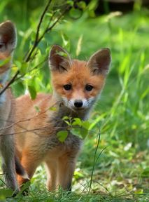 Nature Restoration Law przyjęte. Co wiesz o nowych unijnych przepisach? [QUIZ]