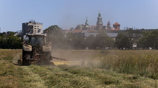 Wjechał traktorem na krakowskie Błonia. Zapach czuć już z daleka... Co na to Zarząd Zieleni Miejskiej?