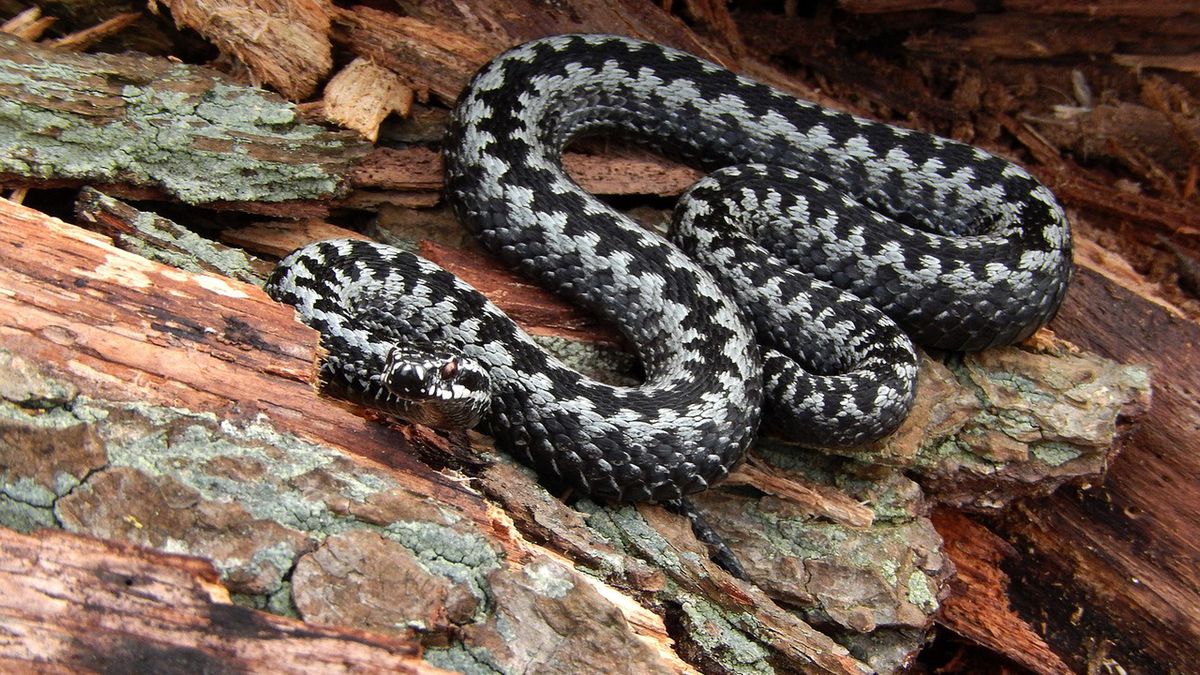 Żmije atakują wyłącznie w sytuacji bezpośredniego dla nich zagrożenia