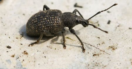 Widzisz w ogrodzie? Zwalczaj, nim będzie za późno