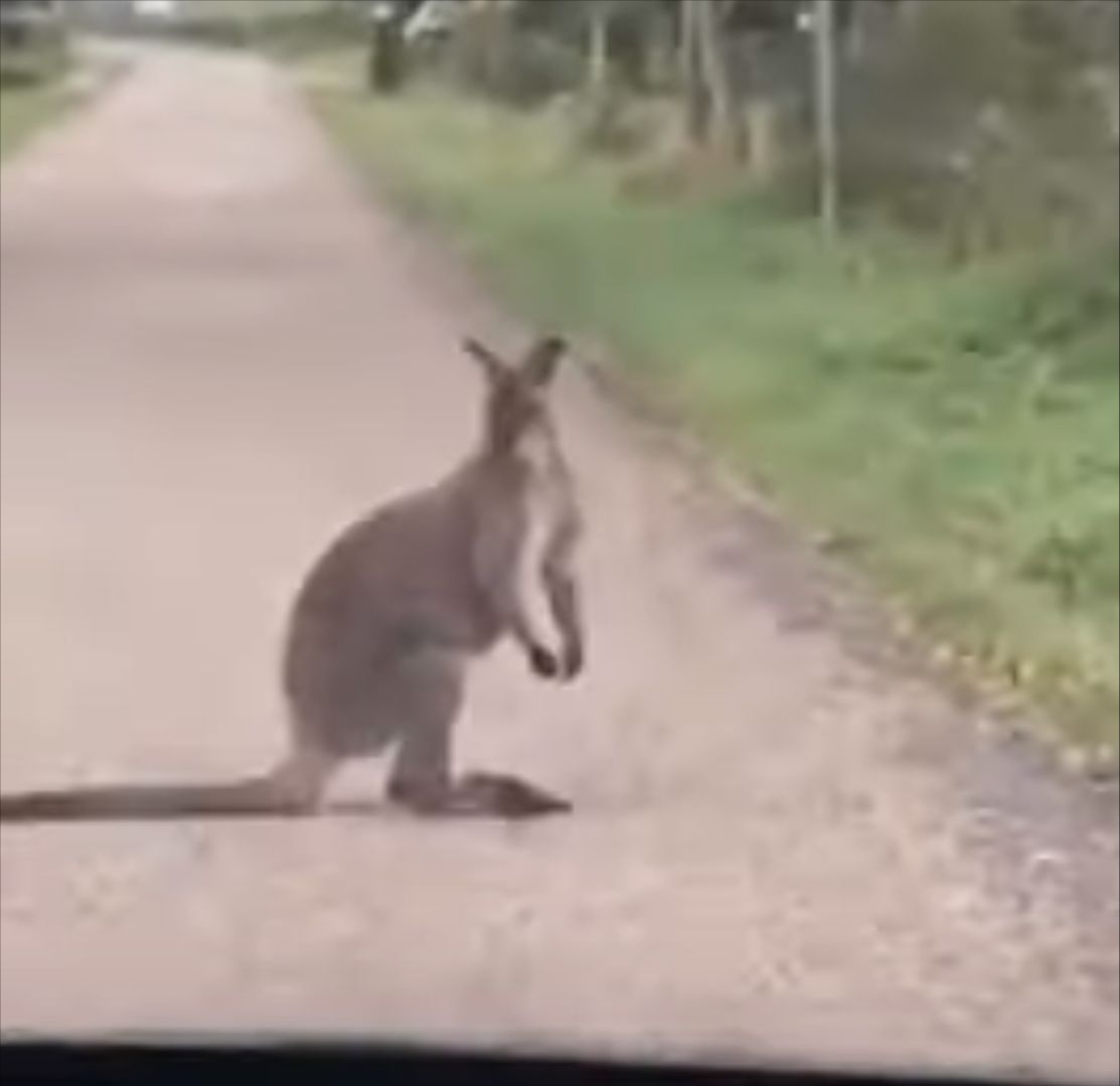 Niecodzienne odkrycie na Mazurach. Na środku drogi... kangur 