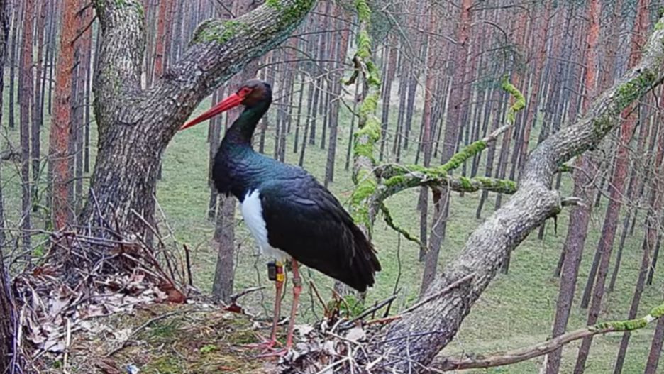 Skierka w gnieździe 