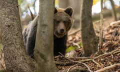 Odstrzał niedźwiedzi w Solinie? "Jedyne skuteczne działanie"