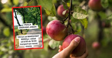 8 tys. zł za zbieranie jabłek. Burza w komentarzach