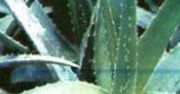 Aloes – roślina lecznicza