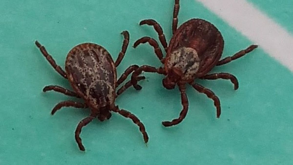 Mimo iż aura jest jeszcze nie w pełni wiosenna, kleszcze są już aktywne i zaczynają atakować 