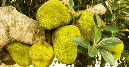 Największy owoc świata. Jackfruit – jak go jeść?