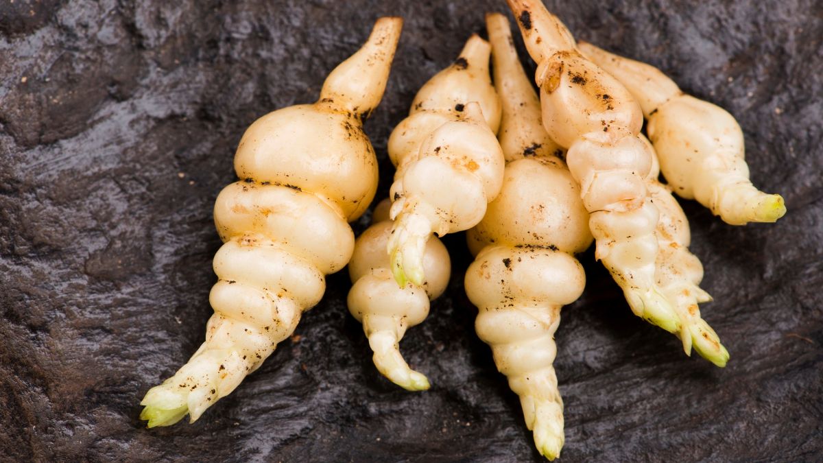 Czyściec bulwiasty.