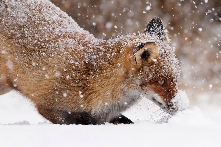Jak robi lis? Czyli dzikie lisy Roeselien Raimond 18