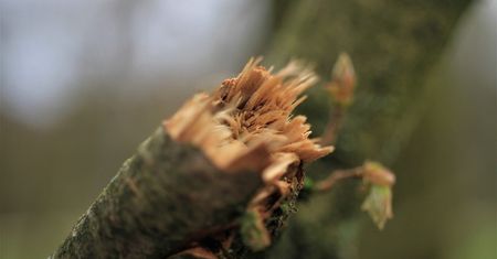 Ponad 30 interwencji strażaków z powodu silnego wiatru. Wiać ma przez całą niedzielę