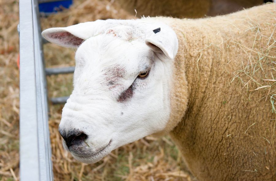 Owce XL opanowały Wielką Brytanię
