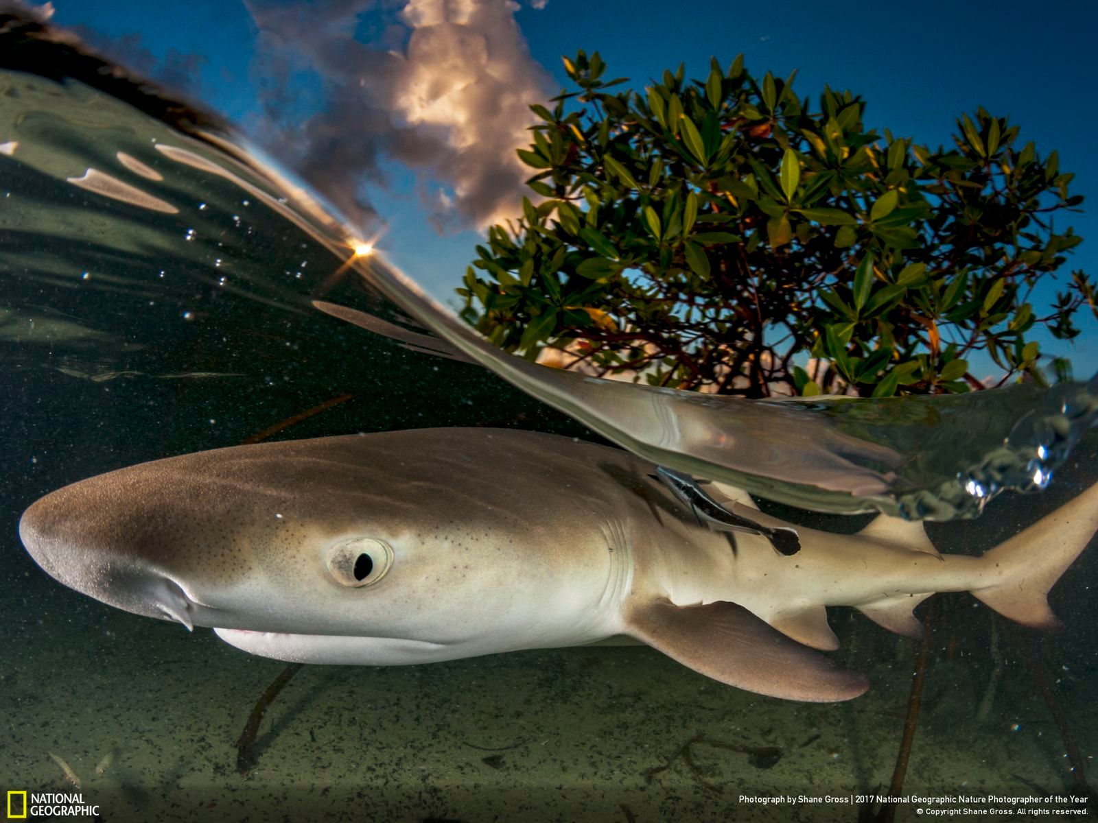 Poznaj najnowsze zgłoszone zdjęcia w konkursie Nat Geo Nature Photographer of the Year 2017 22