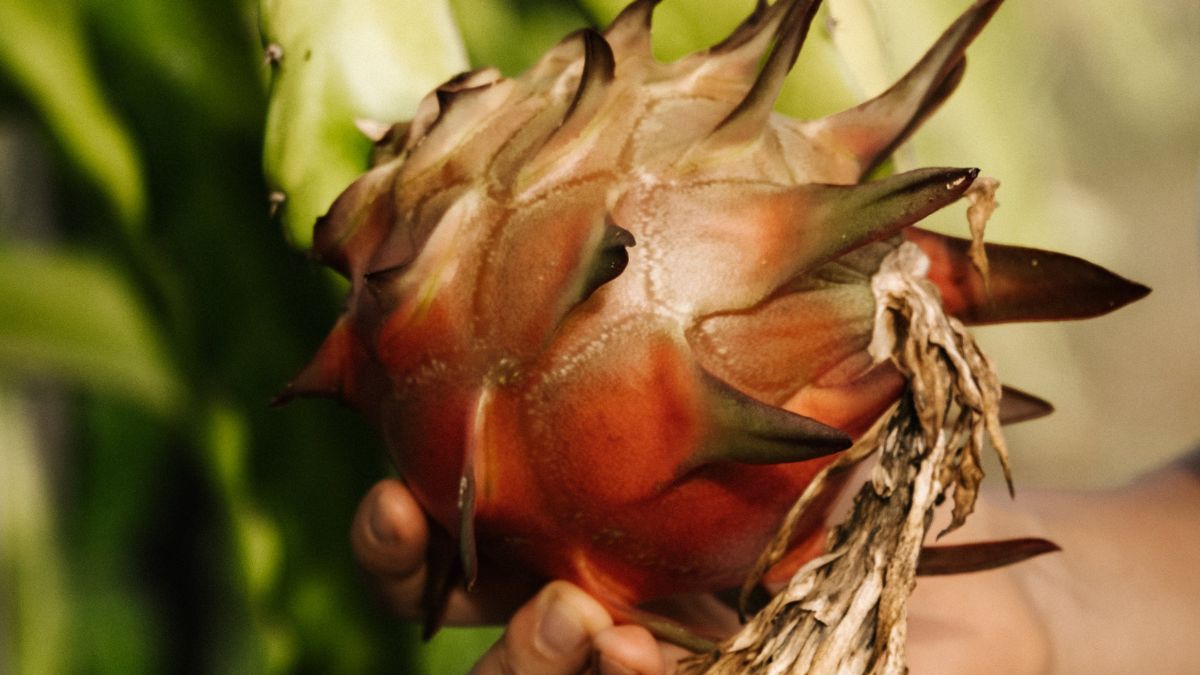 Pitaja, czyli smoczy owoc rzadko ląduje w naszych sklepowych koszykach