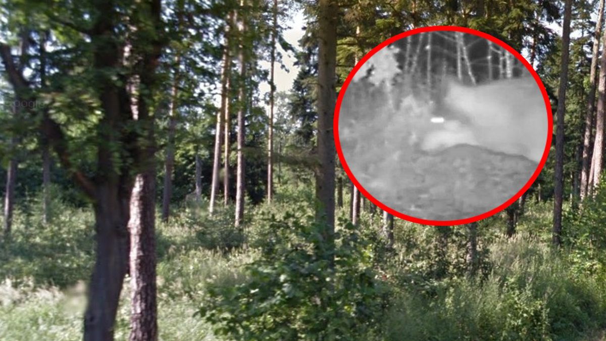 Wilki w lesie nieopodal Radomia uchwyciła fotopułapka
