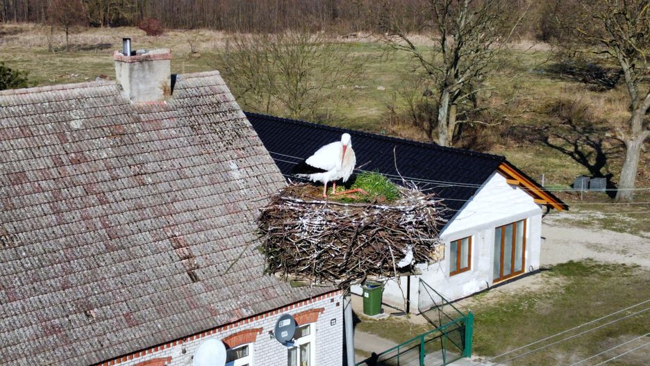 Wiosna w Polsce. Pierwszy bocian już jest