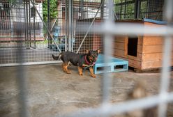 Warszawa. Paluch przyjął łącznie 135 psów z Radys