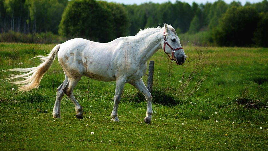 Koń