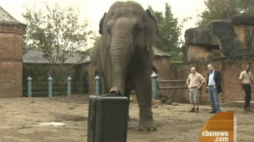 Test: Słoń VS najlepsze torby podróżne (wideo) 1