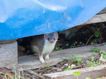 To nie kuna. Jeżeli widzisz w ogrodzie, działaj natychmiast