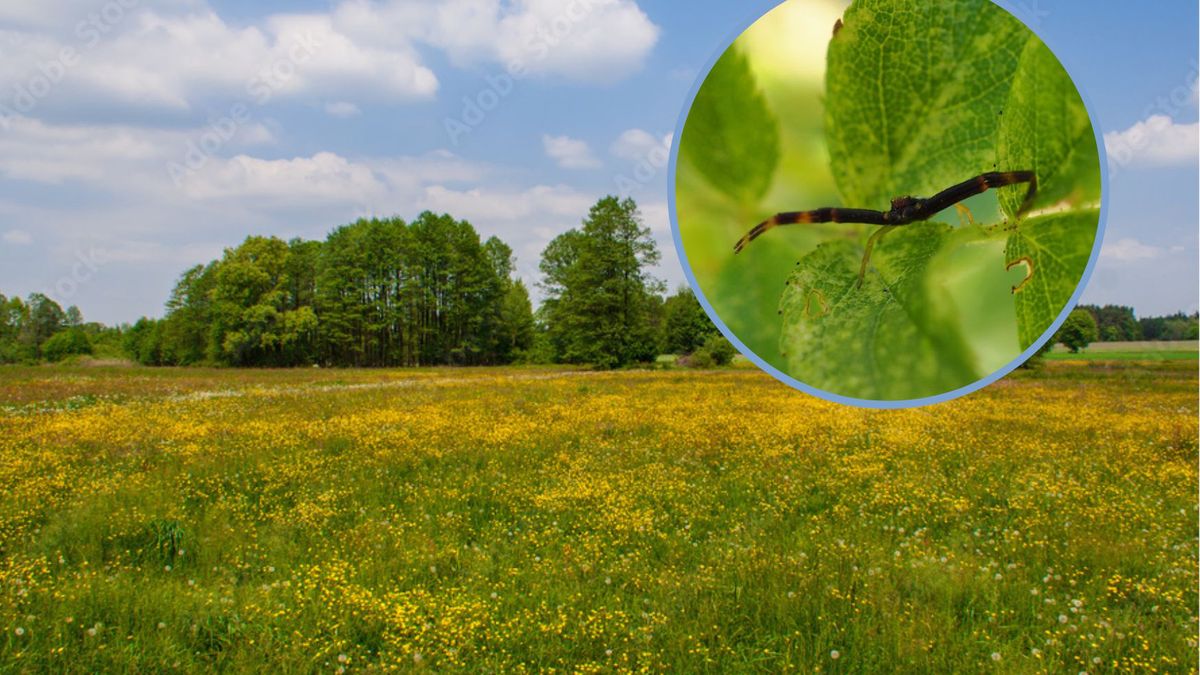 Niezwykłe zwierzę pokazali leśnicy. Przypomina kraba