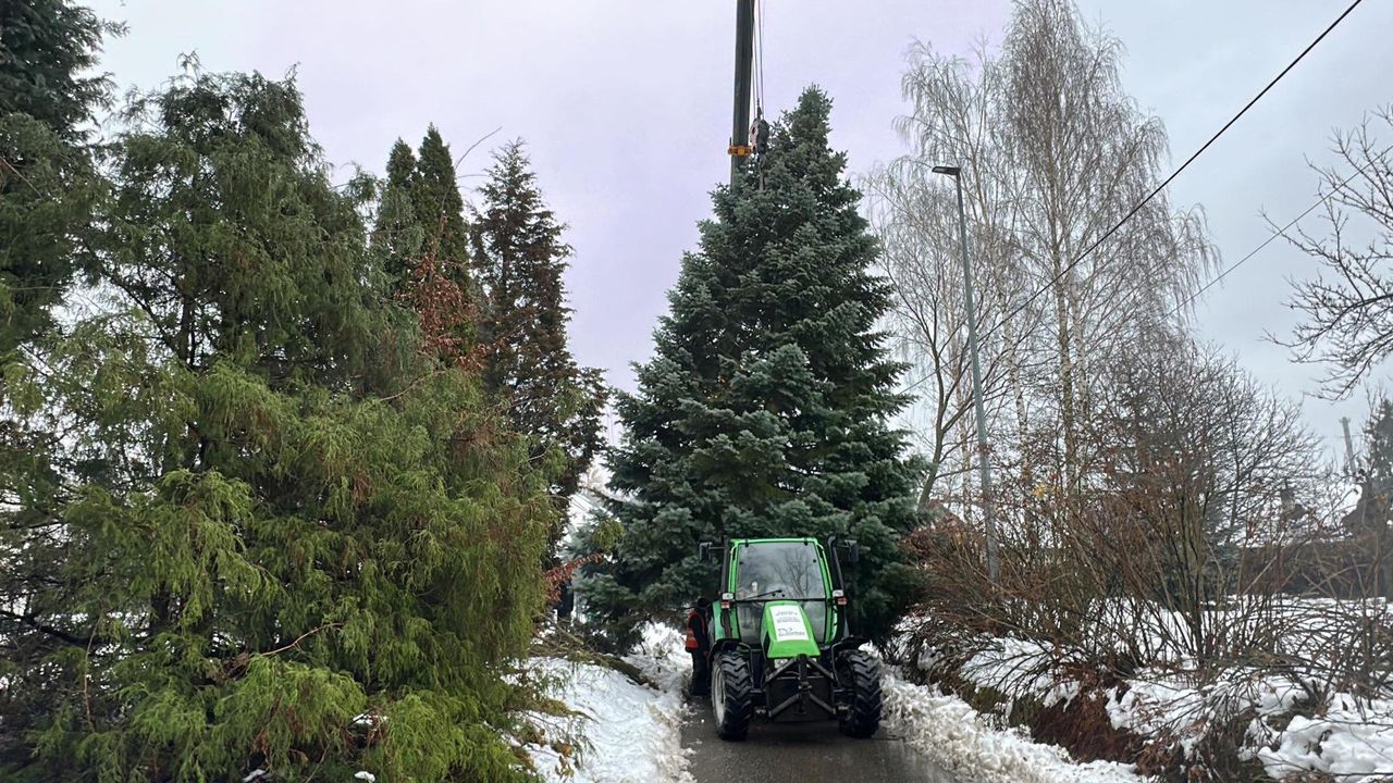 Gorlice: Choinka stanie na rynku. To kilkumetrowa jodła kalifornijska