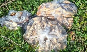 "Prezent" czekał w lesie. Leśnicy zniesmaczeni. Spójrzcie, co zastali