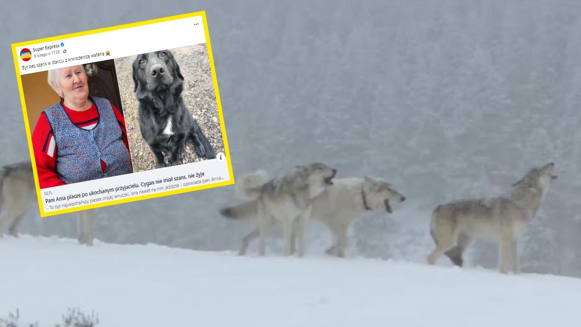 Wilki zaatakowały psa w gm. Świątki. Zdj. ilustracyjne 